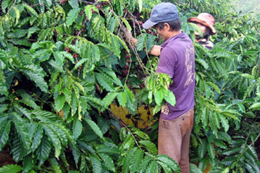 Nhập nông sản tăng, xuất khẩu giảm Nhập nông sản tăng, xuất khẩu giảm